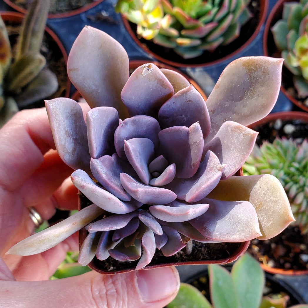 Graptoveria 'Debbie'